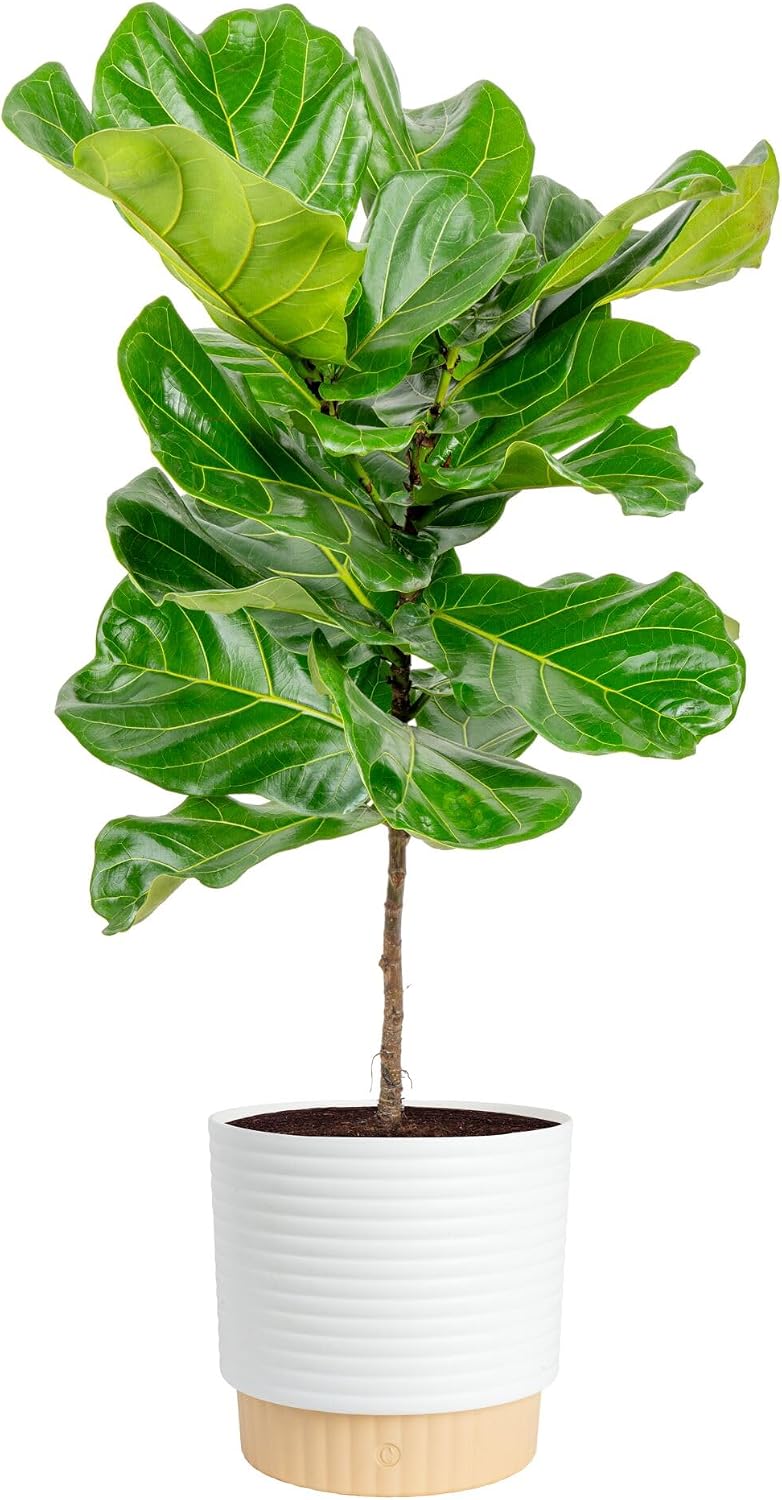 Fiddle Leaf Fig - Ficus Lyrata, planta de interior, de