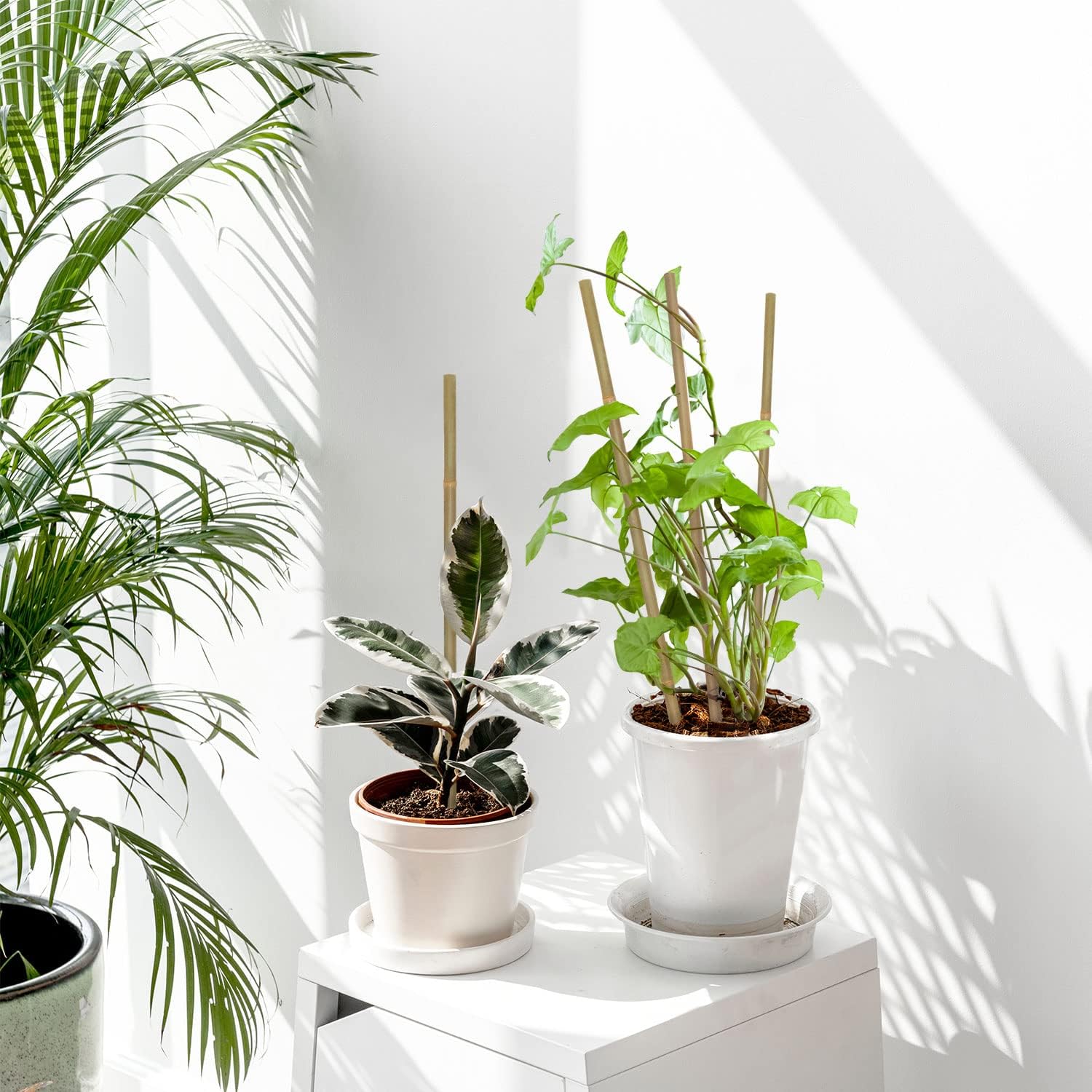 10 Uds., estacas de plantas de - Plant Support Stake reseña y precio