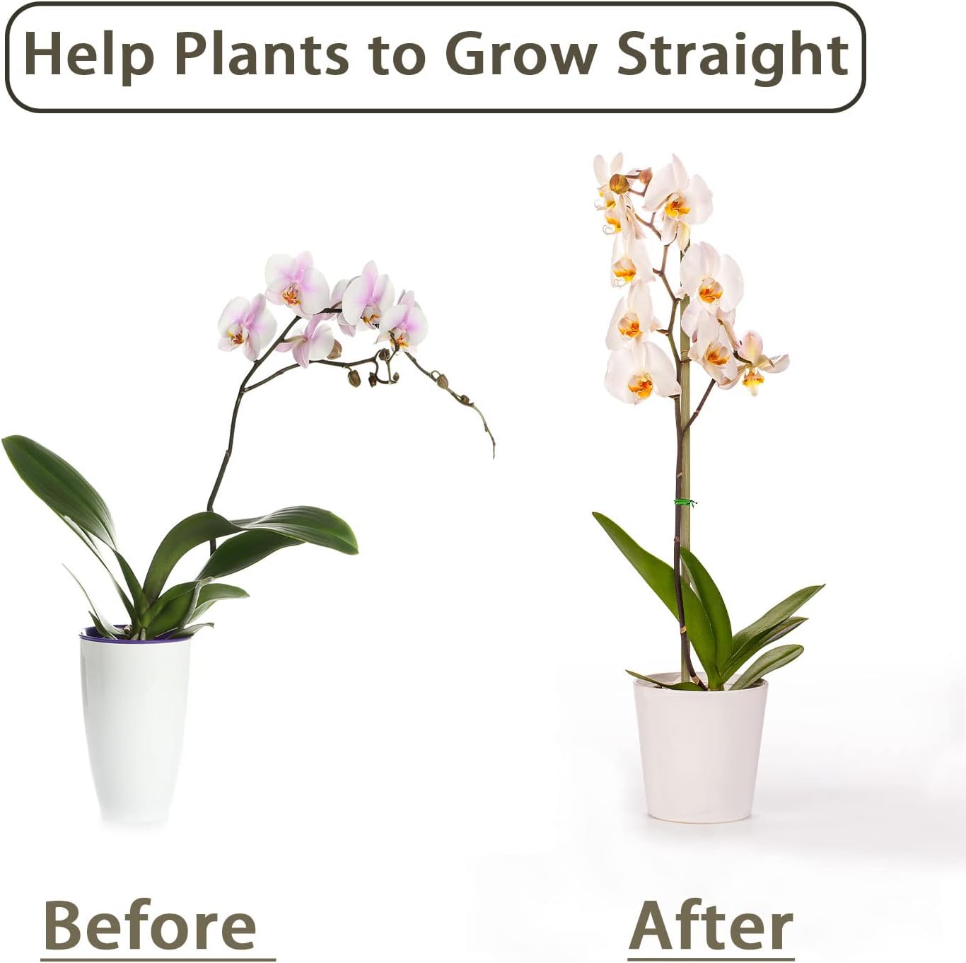 10 Uds., estacas de plantas de - Plant Support Stake reseña y precio