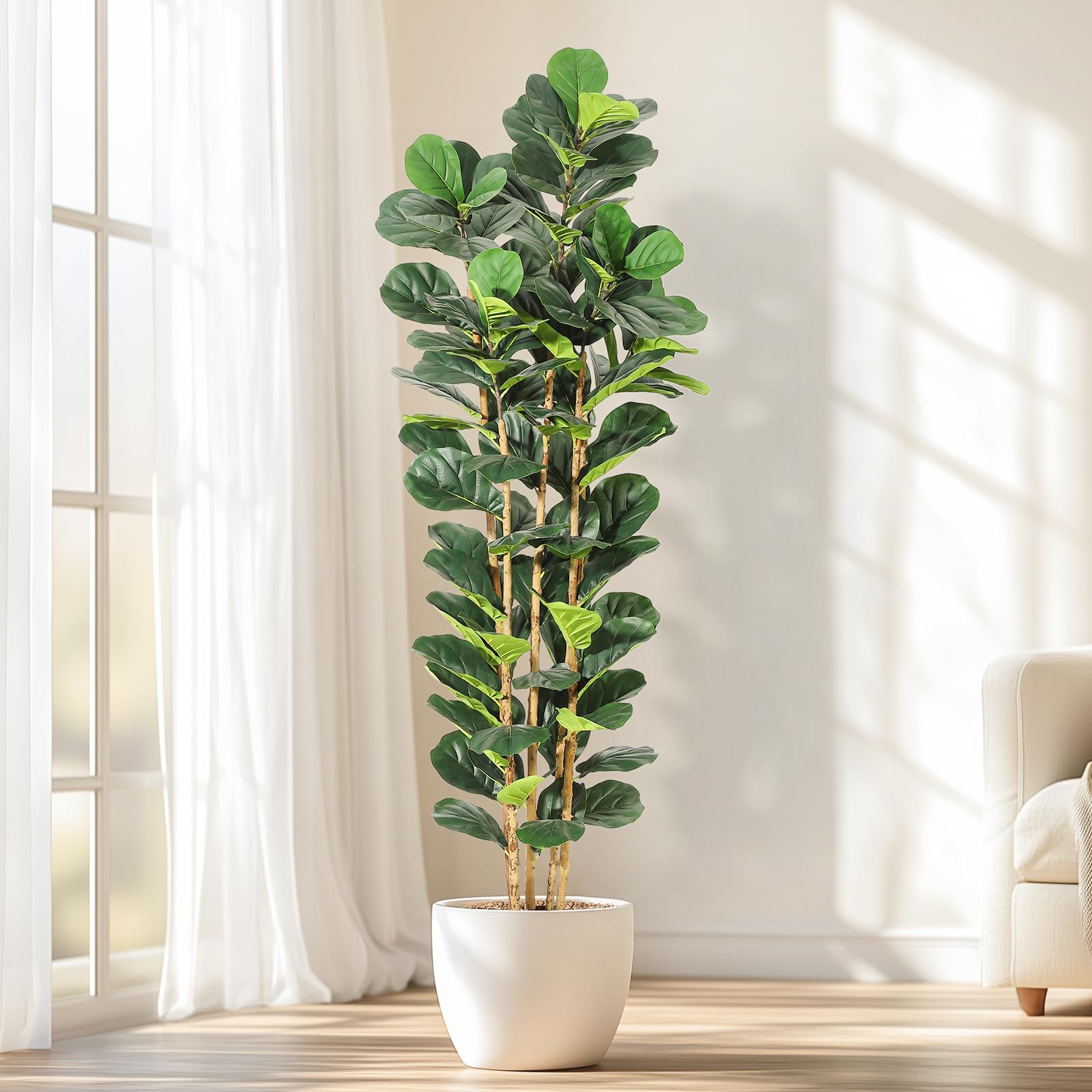 Árbol de higuera de hoja de vi - Fiddle Leaf Fig reseña y precio