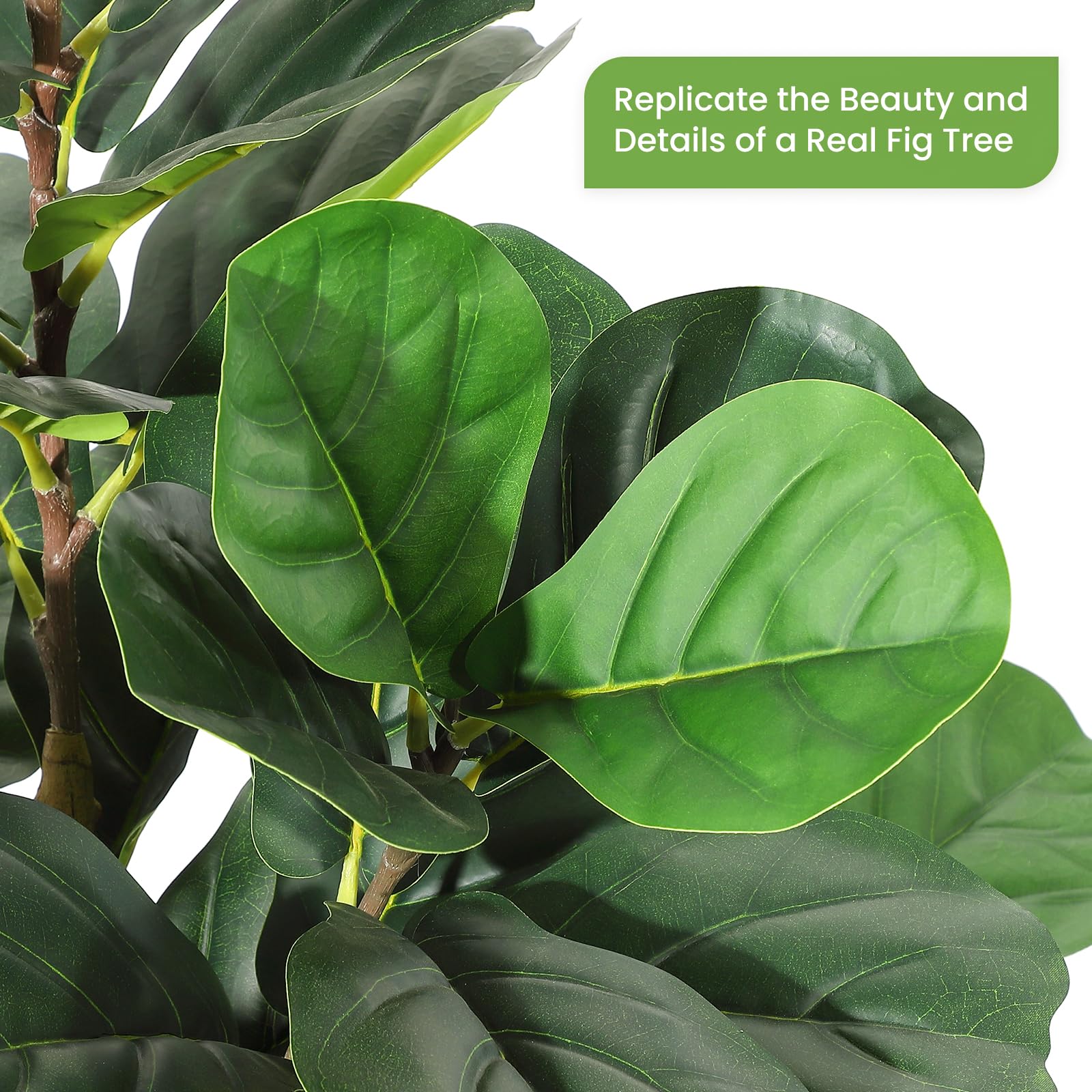 Árbol de higuera de hoja de vi - Fiddle Leaf Fig reseña y precio