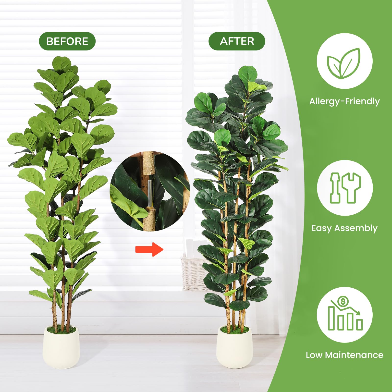 Árbol de higuera de hoja de vi - Fiddle Leaf Fig reseña y precio