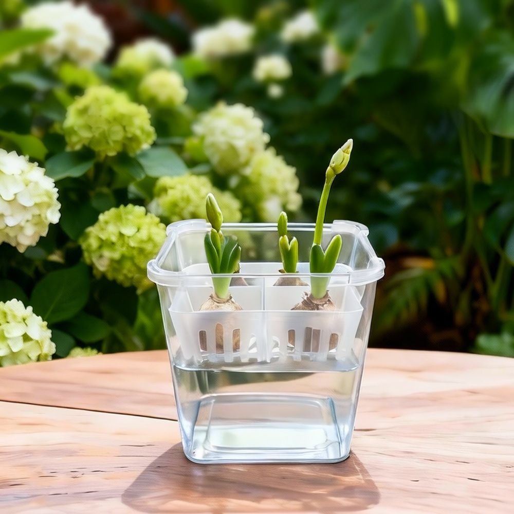 Jarrón hidropónico para tulipa - Indoor Plants reseña y precio