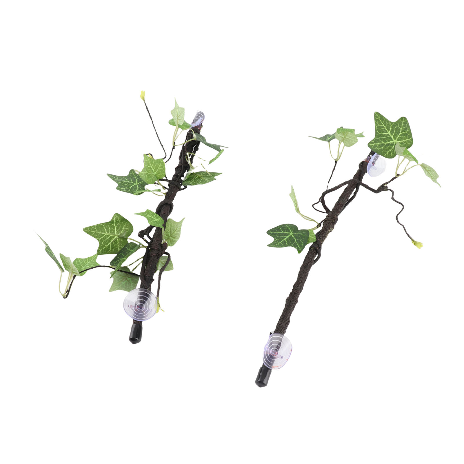 Rama de árbol de esquina para  - Snake Plant reseña y precio