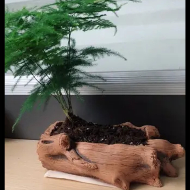 Estacas de madera de imitación - Succulent Set reseña y precio