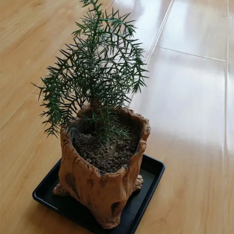 Estacas de madera de imitación - Succulent Set reseña y precio
