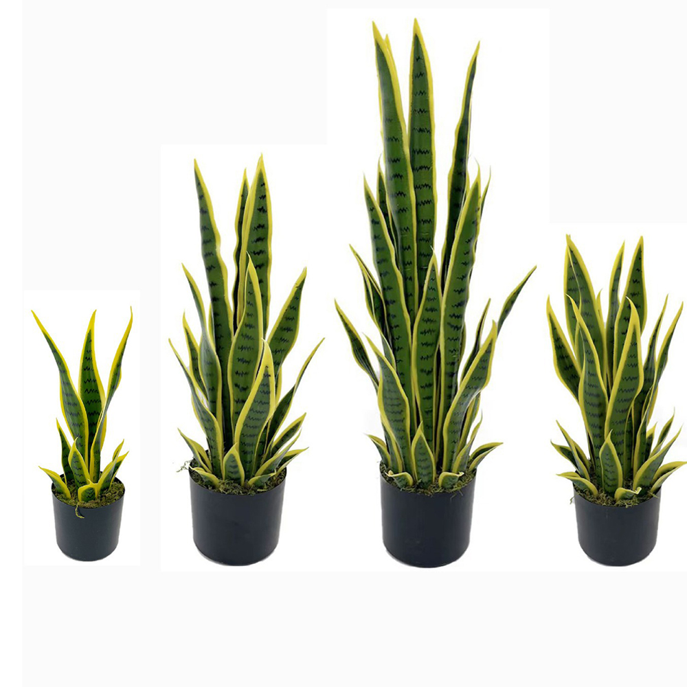 Planta de Sansevieria Artifici - Snake Plant reseña y precio