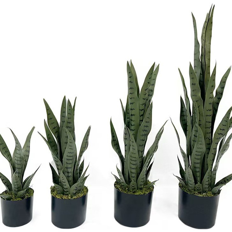 Planta de Sansevieria Artifici - Snake Plant reseña y precio