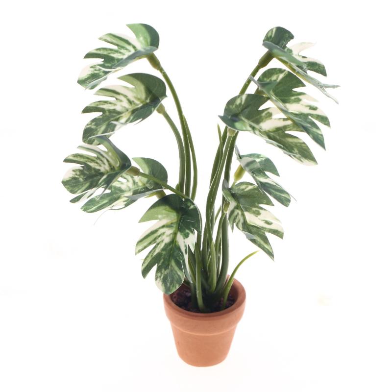 Nuevo. 1 unidad. Planta verde  - Pothos reseña y precio
