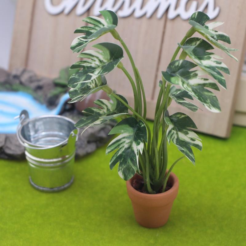 Nuevo. 1 unidad. Planta verde  - Pothos reseña y precio