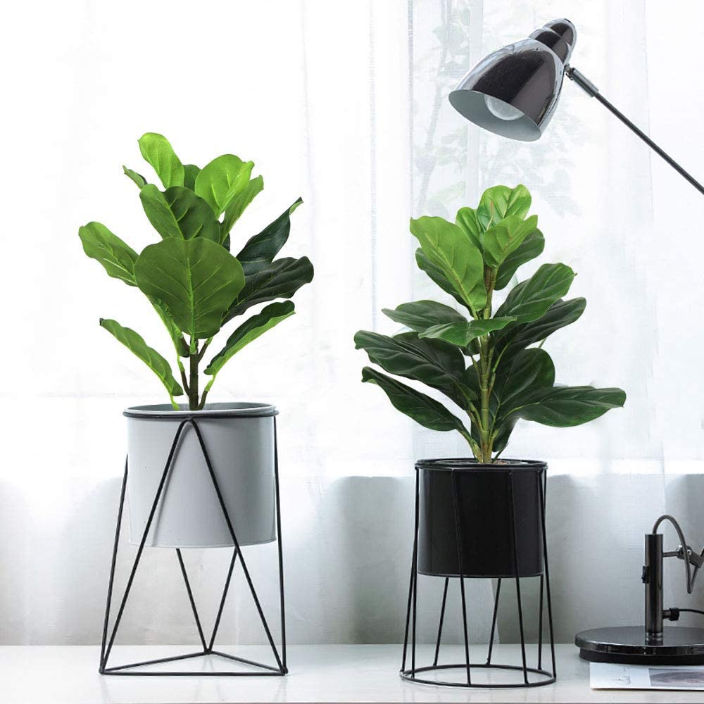 AB33-2Pcs árbol de higo de hoj - Fiddle Leaf Fig reseña y precio