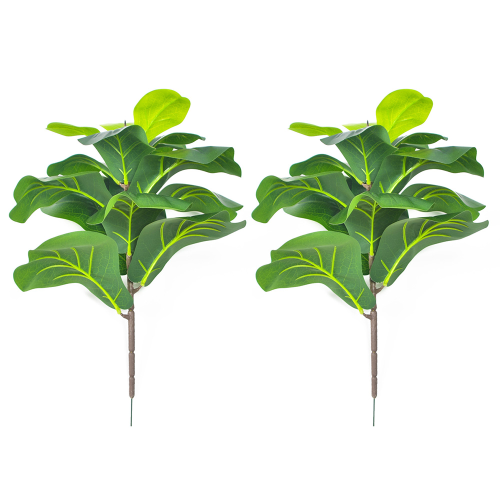 AB33-2Pcs árbol de higo de hoj - Fiddle Leaf Fig reseña y precio