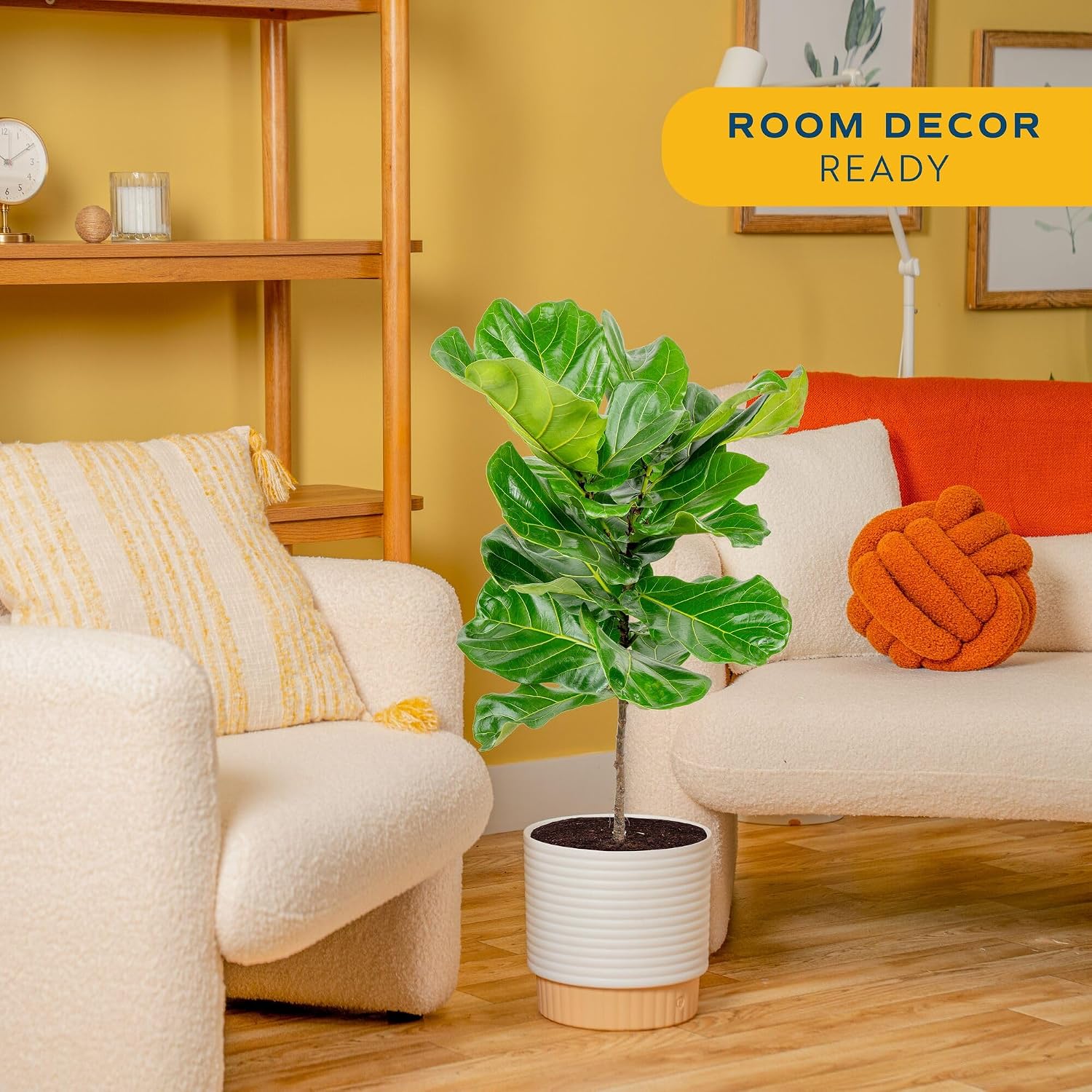 Ficus Lyrata, planta de interi - Fiddle Leaf Fig reseña y precio