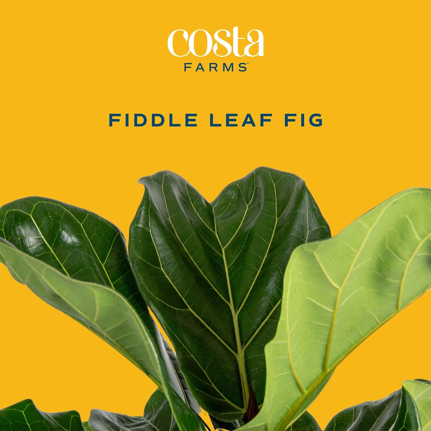 Ficus Lyrata, planta de interi - Fiddle Leaf Fig reseña y precio