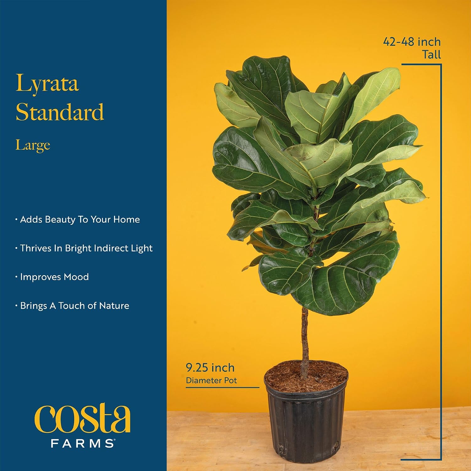 Ficus Lyrata, planta de interi - Fiddle Leaf Fig reseña y precio